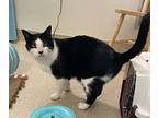 Figaro, Domestic Shorthair For Adoption In Santa Rosa, California