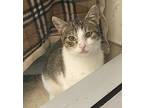 Richard The Lionhearted, Domestic Shorthair For Adoption In Santa Rosa