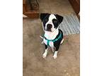 Zoodle, American Staffordshire Terrier For Adoption In Deerfield, Michigan