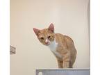 Carrot, Domestic Shorthair For Adoption In Clinton, South Carolina