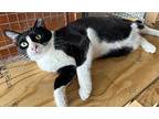 Barbie, Domestic Shorthair For Adoption In Orlando, Florida