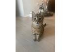 Tinky Winky, Domestic Shorthair For Adoption In Orlando, Florida