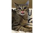 Azariah, Domestic Shorthair For Adoption In Goodyear, Arizona