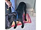 Oreo, Labrador Retriever For Adoption In Rutherfordton, North Carolina