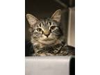 Cafe, Domestic Shorthair For Adoption In Chicago, Illinois