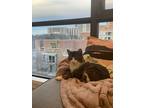 Rufus, Domestic Shorthair For Adoption In Etobicoke, Ontario