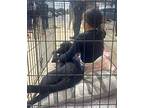 Kari's Tippy Tx, Labrador Retriever For Adoption In Boonton, New Jersey