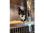 Chirp, Domestic Shorthair For Adoption In Umatilla, Florida