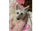 Tulane, Schnauzer (miniature) For Adoption In Fort Worth, Texas