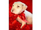 Hero, American Pit Bull Terrier For Adoption In Hortense, Georgia