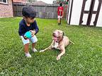 Mumble Happy Feet, American Staffordshire Terrier For Adoption In Provo, Utah