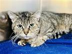 Saffron, Domestic Shorthair For Adoption In Jackson, New Jersey