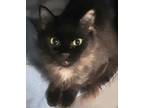 Heather, Domestic Longhair For Adoption In Wooster, Ohio