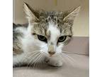 Vanessa, Domestic Shorthair For Adoption In Salisbury, Maryland