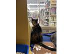 Stormy And Patches, Domestic Shorthair For Adoption In Worcester, Massachusetts