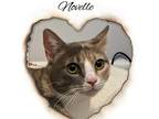 Novelle, Calico For Adoption In Bronx, New York