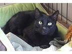 Fender, Domestic Shorthair For Adoption In Fountain Hills, Arizona