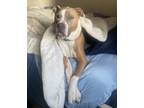 Henn, American Pit Bull Terrier For Adoption In Caldwell, Idaho