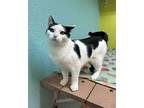 Jaqualin, Domestic Shorthair For Adoption In Fresno, California