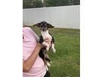 Tootie, Miniature Pinscher For Adoption In Walker, Louisiana