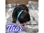 Avenger Litter: Thor, Labrador Retriever For Adoption In Council Bluffs, Iowa