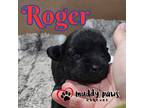 Avenger Litter: Roger, Labrador Retriever For Adoption In Council Bluffs, Iowa