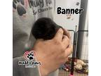 Avenger Litter: Banner, Labrador Retriever For Adoption In Council Bluffs, Iowa