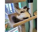 Arthur, Domestic Mediumhair For Adoption In Maryville, Tennessee