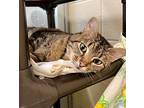 Lucy, Domestic Shorthair For Adoption In Columbia, Illinois