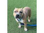 Taffy, American Pit Bull Terrier For Adoption In Oceanside, California