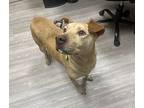 Posh Spice, American Pit Bull Terrier For Adoption In Oceanside, California