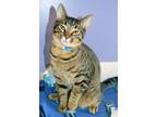 Tybalt, Domestic Shorthair For Adoption In Fort Wayne, Indiana
