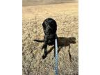 Moose, Labrador Retriever For Adoption In Mandan, North Dakota