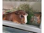 Beans, Guinea Pig For Adoption In Oceanside, California