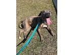 Marley, American Staffordshire Terrier For Adoption In Myrtle Beach