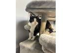 Sally (bonded With Sadie), Domestic Shorthair For Adoption In Dodgeville