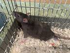 Kenji, Rat For Adoption In Imperial Beach, California