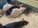 Kousei, Rat For Adoption In Imperial Beach, California