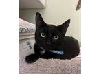 Darcy, Domestic Shorthair For Adoption In Burlington, Vermont