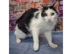 Cody, Domestic Shorthair For Adoption In Huntley, Illinois