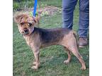 Milo, Border Terrier For Adoption In Huntley, Illinois