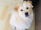 Fafa, Terrier (unknown Type, Medium) For Adoption In Fremont, California