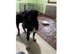 Macbeth, Labrador Retriever For Adoption In Haskell, New Jersey