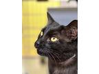 Jelly, Domestic Shorthair For Adoption In Vancouver, Washington