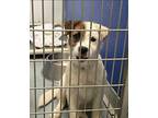 Ophelia, Jack Russell Terrier For Adoption In Sedalia, Colorado