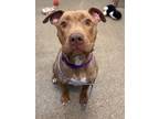 Parlay 104, American Pit Bull Terrier For Adoption In Cleveland, Ohio