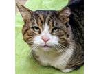 Jelly Roll, Domestic Shorthair For Adoption In West Bloomfield, Michigan