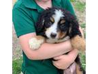 Bernese Mountain Dog Puppy for sale in Rolla, MO, USA