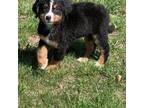 Bernese Mountain Dog Puppy for sale in Rolla, MO, USA