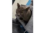 Sherlock, Domestic Shorthair For Adoption In Mt. Pleasant, Michigan